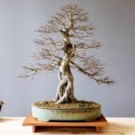 Why Is My Bonsai Dropping Leaves - In Summer or Winter
