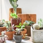 Can You Leave Succulents Alone For a Month and How To Do It Successfully