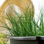 Chive Seeds Won't Germinate - Causes and How To Germinate Chives