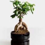 How Are Bonsai Trees Made - Post