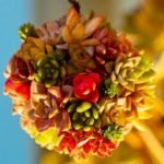 How to Design Succulents and Create Unique Arrangements - Ideas