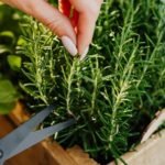 How to Prune Rosemary Bushes, in Pots and Hedges - Complete Guide