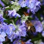 Rosemary Flowering - All You Need to Know + Making it Bloom