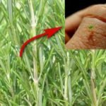 Rosemary Pest and Insect Problems and Control