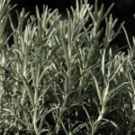 Rosemary Plant Dying - Main Causes and Solutions