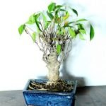 What is Bonsai Ramification - All About Ramification
