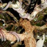 Which Wire Should I Use for Bonsai and Wire Alternatives - Tips