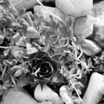 Why Are My Succulents Drooping - Causes and Tips