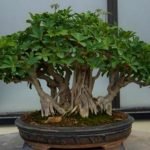 Why Is My Bonsai Dying After Repotting - Causes and Tips