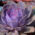Why Is My Succulent Not Growing - Causes and What To Do