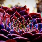 Why Is My Succulent Turning Purple and What To Do
