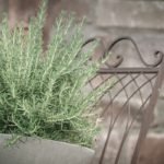 Why is My Rosemary Turning Black - Causes and Tips