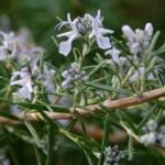 Why is My Rosemary Turning Woody - Causes and Tips