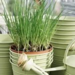 Chives Are Too Thin - Causes and Tips on Growing Thicker Chives