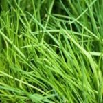 Chives Drooping and Not Standing Up - Top Causes and Tips