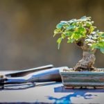 How To Grow And Care For Mini and Super Mini Bonsai Trees - Ultimate Guide
