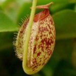 Nepenthes (Tropical Pitcher Plant) Is Not Producing Pitchers - Common Causes and Solutions