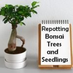 Repotting Bonsai Trees and Seedlings - Step By Step Guide and Tips