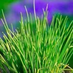 Why Are My Chives Not Growing and How To Make Them Grow Faster