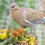 Why Do Birds or Other Animals Eat Succulents and How to Stop Them