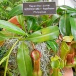 Why Is My Nepenthes Turning Yellow - Top Causes and Solutions