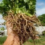 Cilantro Pests and Diseases - Black, Brown, Yellow Spots and More