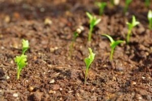 Why Is Cilantro (Coriander) Falling Over/Wilting? Top Causes ...