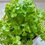 Coriander Not Growing - Tips