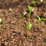 Why Is My Cilantro (Coriander) Not Germinating - Reasons and Tips