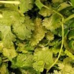 Why Is My Cilantro Wilting Drooping, Not Standing Up - Top Causes and Tips