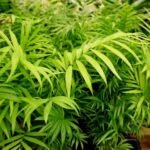 Parlor Palm (Chamaedorea elegans, Neanthe Bella Palm) Drooping (Leaning) - Causes & Solutions
