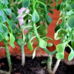 Aeonium Leaves Falling Off - Main Causes For Dropping Leaves and Solutions