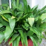 Cast Iron Plant Not Growing New Leaves - Solutions