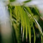Why Is My Kentia Palm Drooping - Top Causes