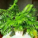 Why Is My Parlor Palm Not Growing - Causes and Solutions